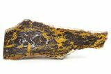 Freestanding Polished Petrified Shrinkwood - Parker, Colorado #378003-1